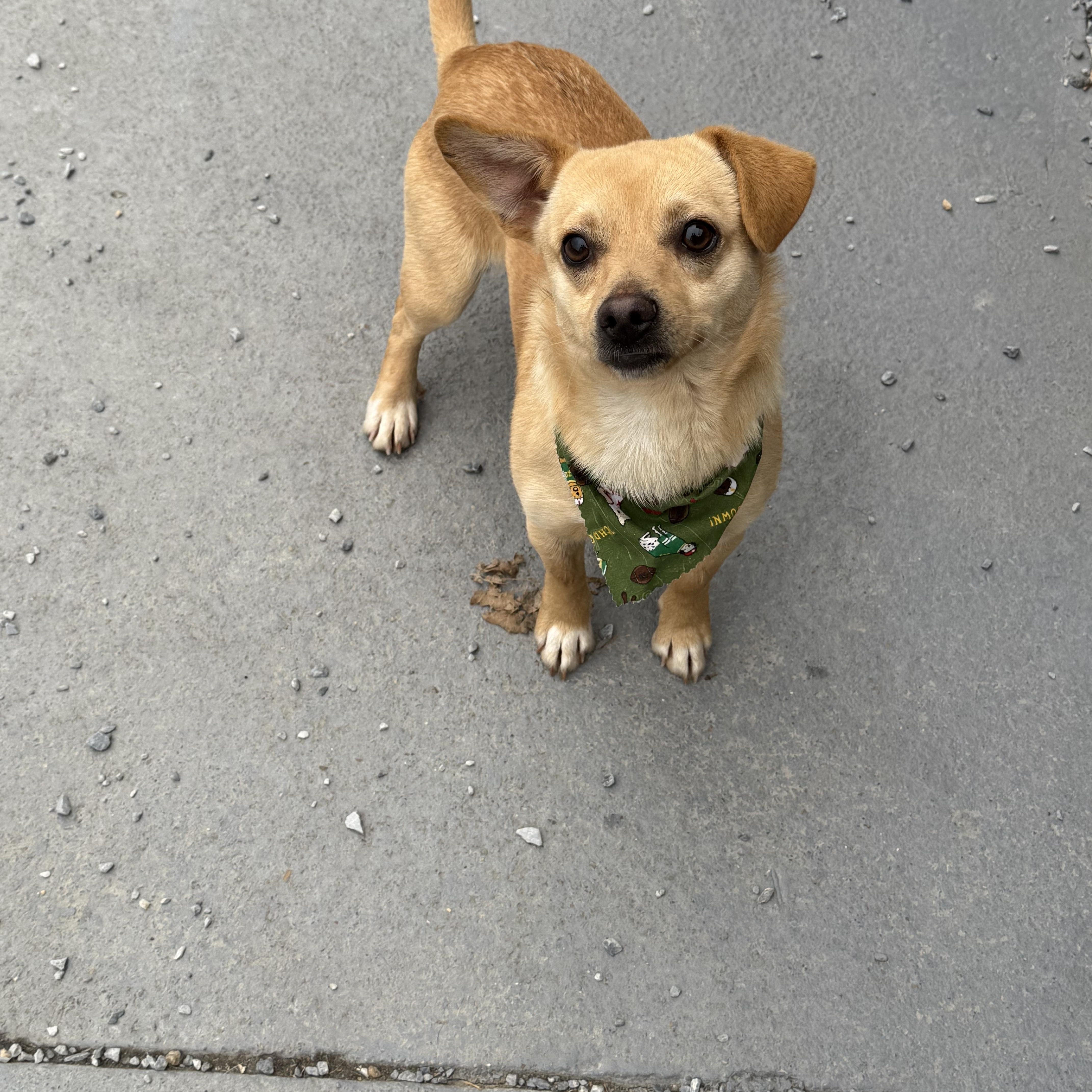 Enlarge Pico, an adopted mixed breed in Marion, NC image 3/5