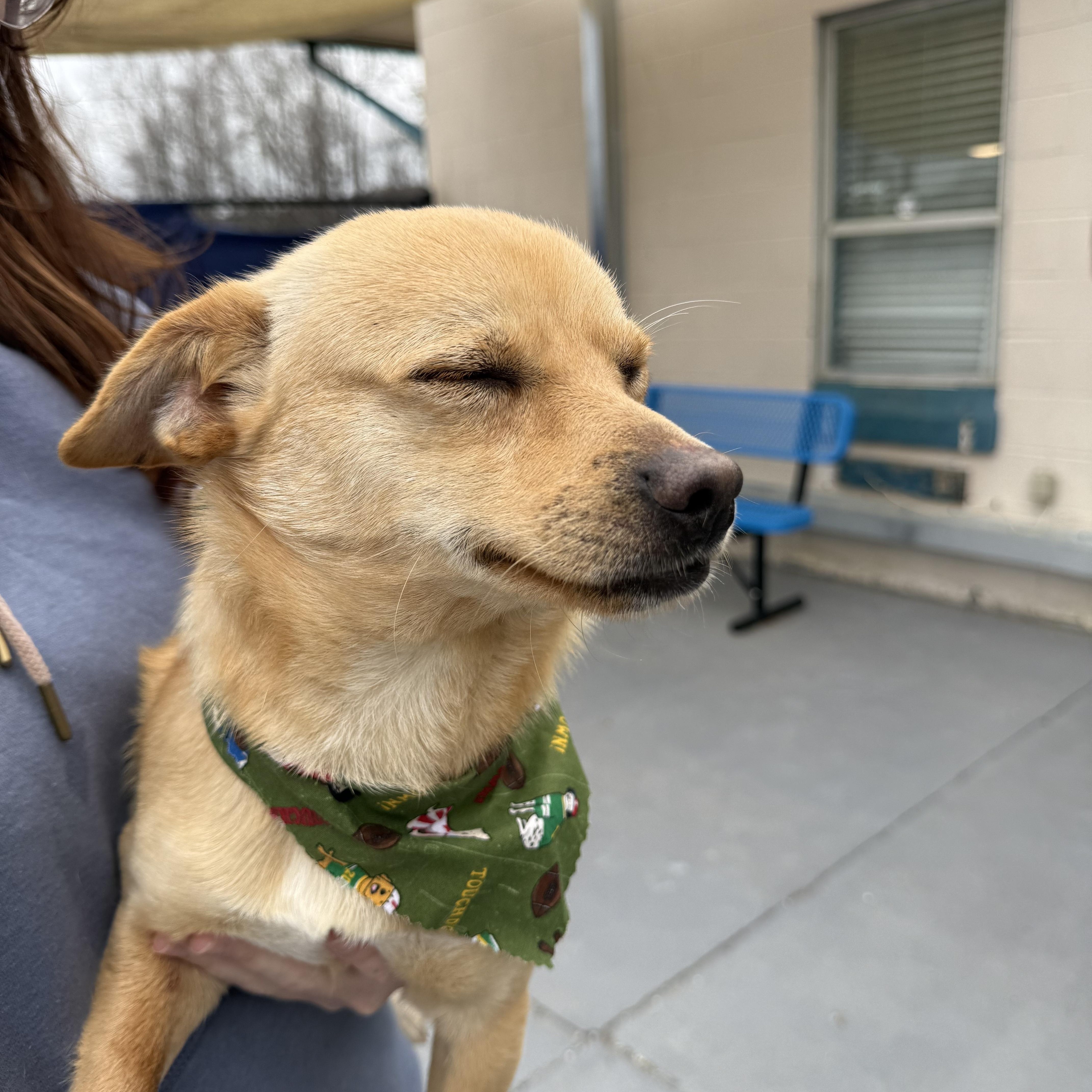 Enlarge Pico, an adopted mixed breed in Marion, NC image 5/5