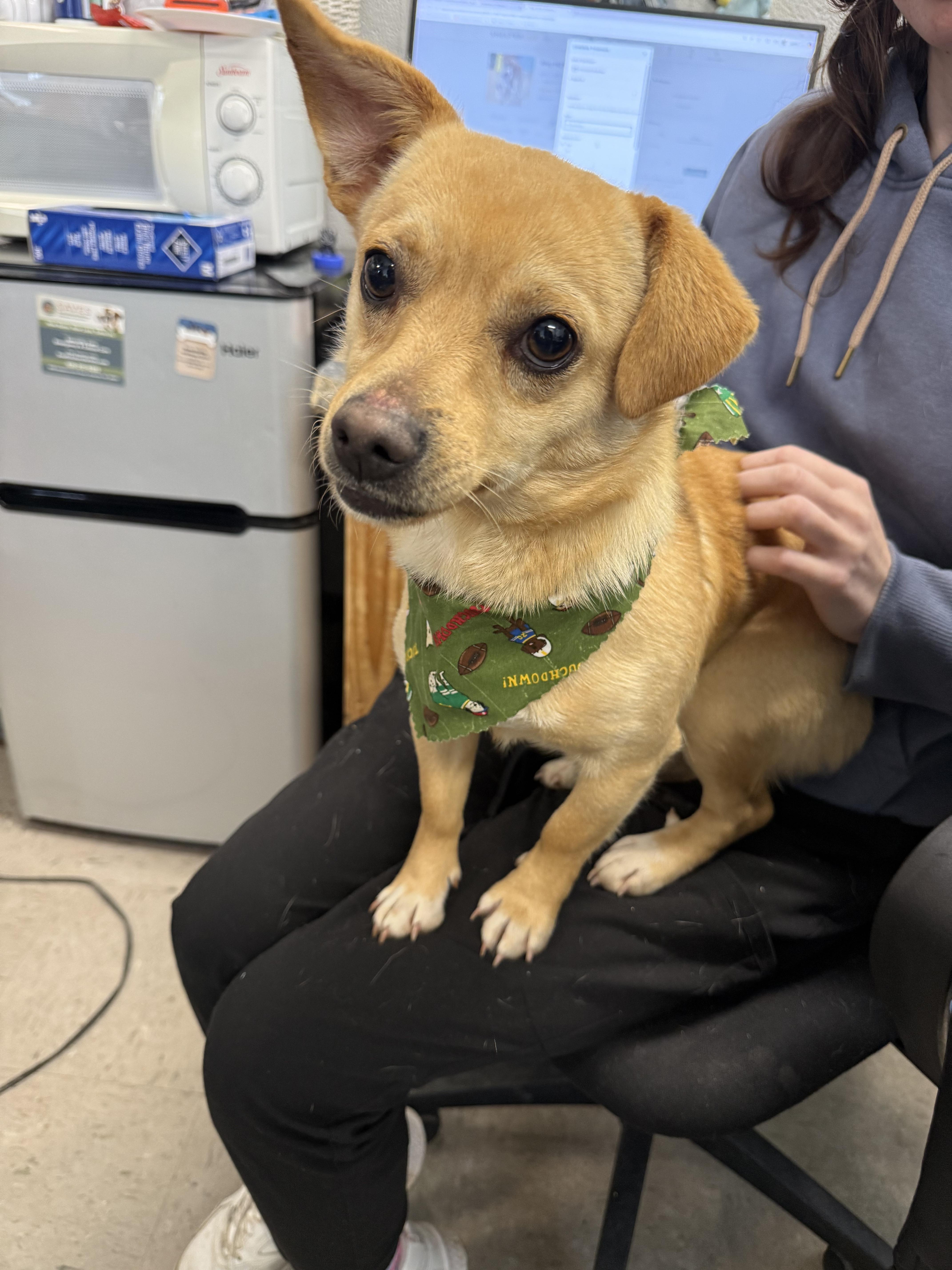 Enlarge Pico, an adopted mixed breed in Marion, NC image 2/5