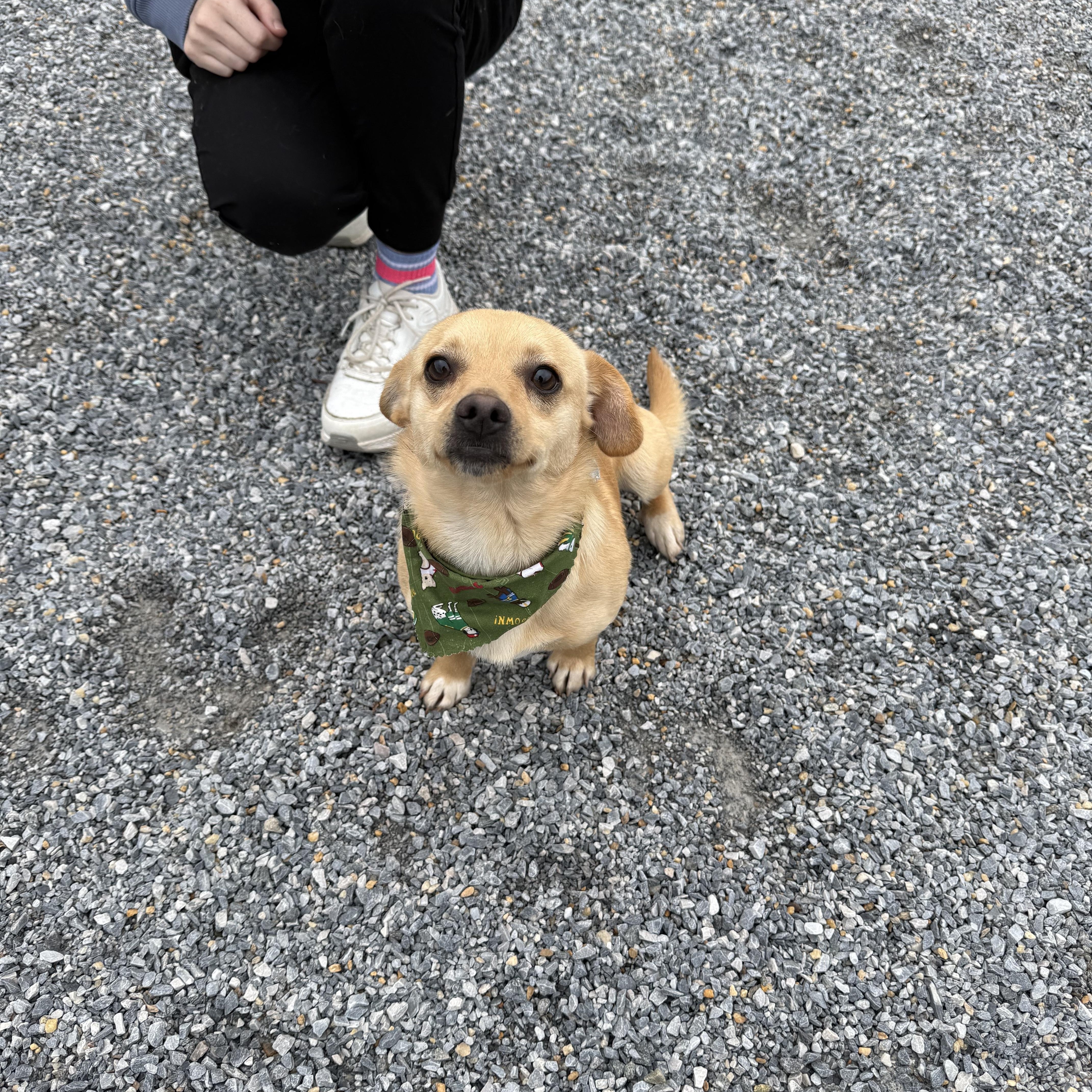 Enlarge Pico, an adopted mixed breed in Marion, NC image 4/5
