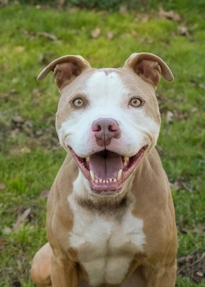 Enlarge Cashew 47707, a Adoptable mixed breed in Aiken, SC image 1/1