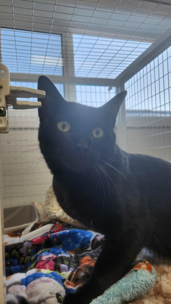 Cuddles, Adoptable, Young Male Domestic Short Hair.