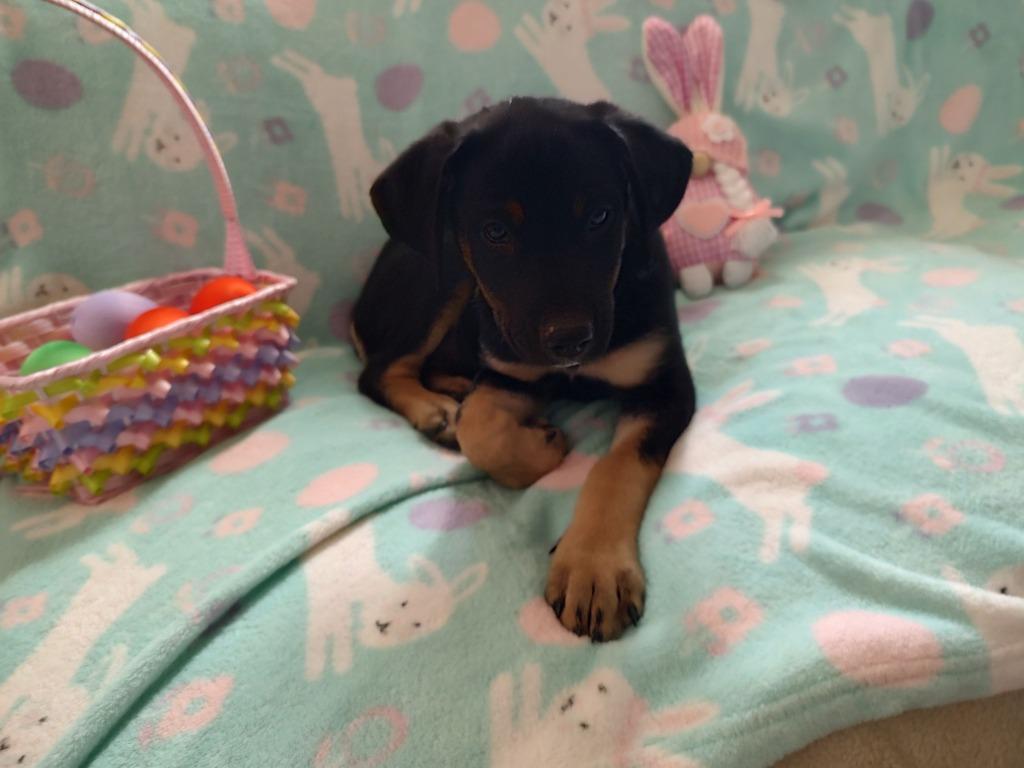 Tasha, Adoptable, Puppy Female Shepherd.