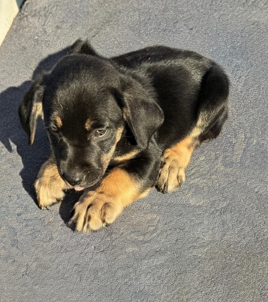 Enlarge Tasha, a Adoptable mixed breed in Mesa, AZ image 2/2