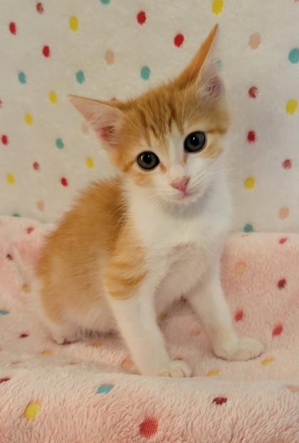Miller, Adoptable, Kitten Male Domestic Short Hair & Domestic Short Hair.