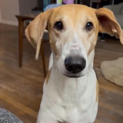 Enlarge Lucy Lou, a Adoptable mixed breed in Hobart, IN image 1/1