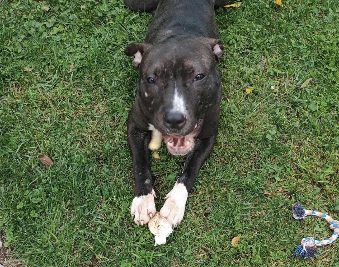 Luna-One Year Old. Zero Manners. Unlimited Potential. Needs Hero Unicorn Adopter