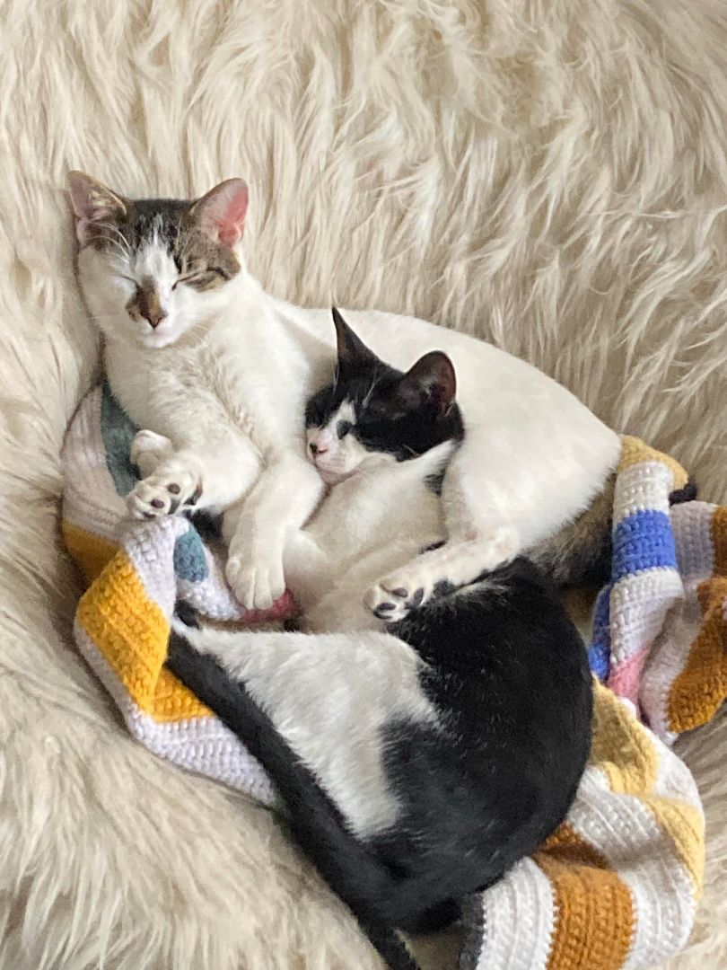 Guy, a Adoptable Domestic Short Hair in East Orange, NJ image 1/2