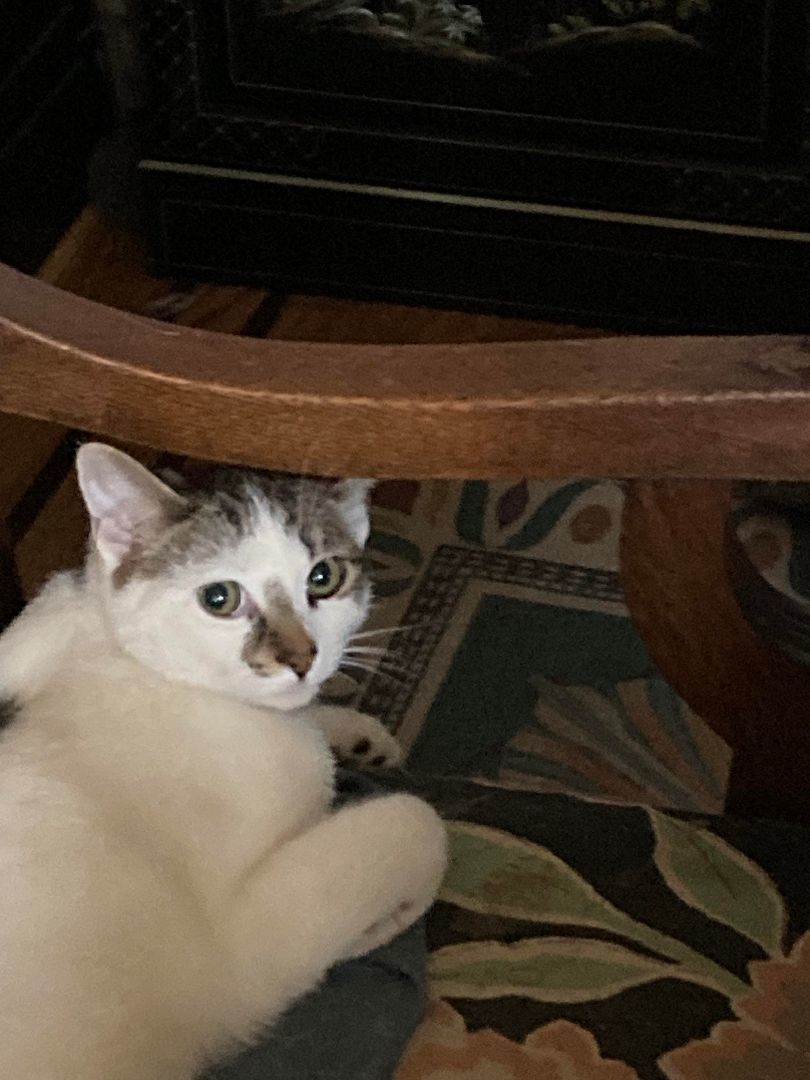 Guy, a Adoptable Domestic Short Hair in East Orange, NJ image 2/2