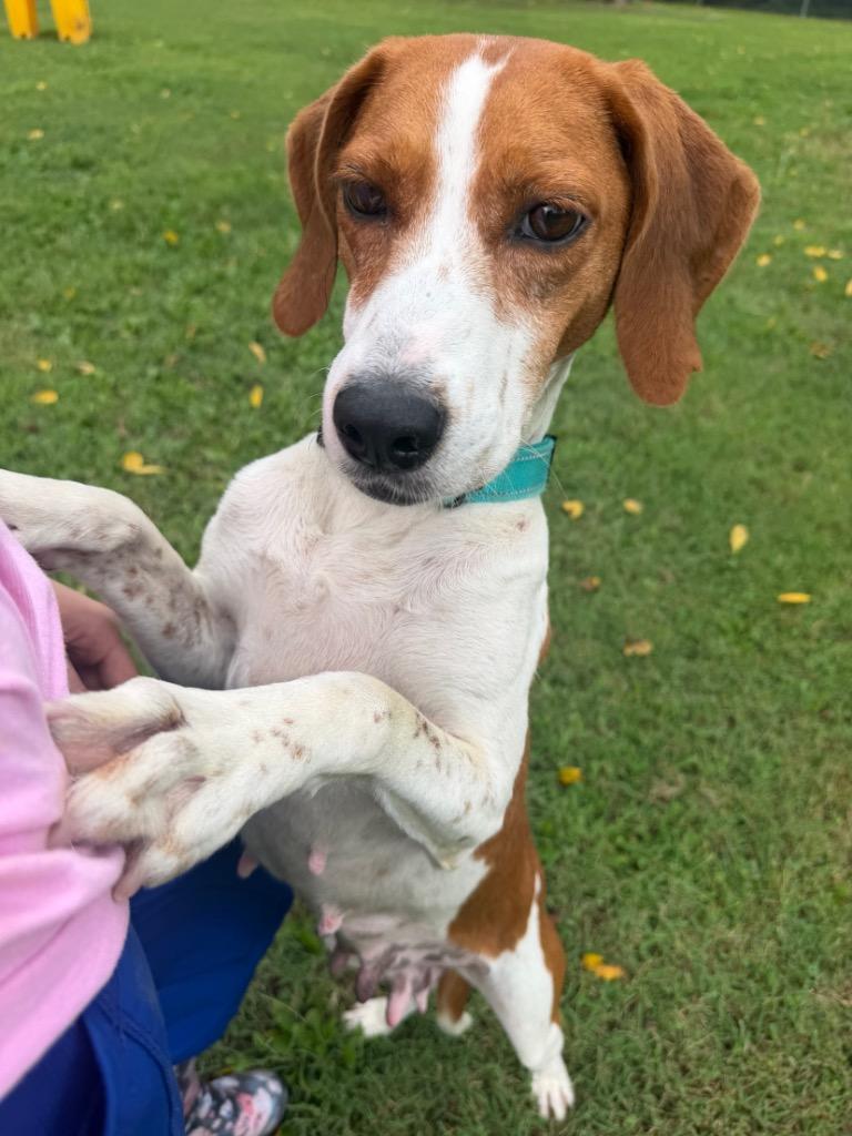 Egg roll, Adoptable, Adult Female Hound.