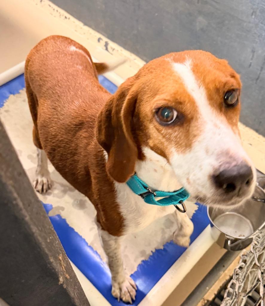 Enlarge Egg roll, a Adoptable Hound in Mineral, VA image 2/3
