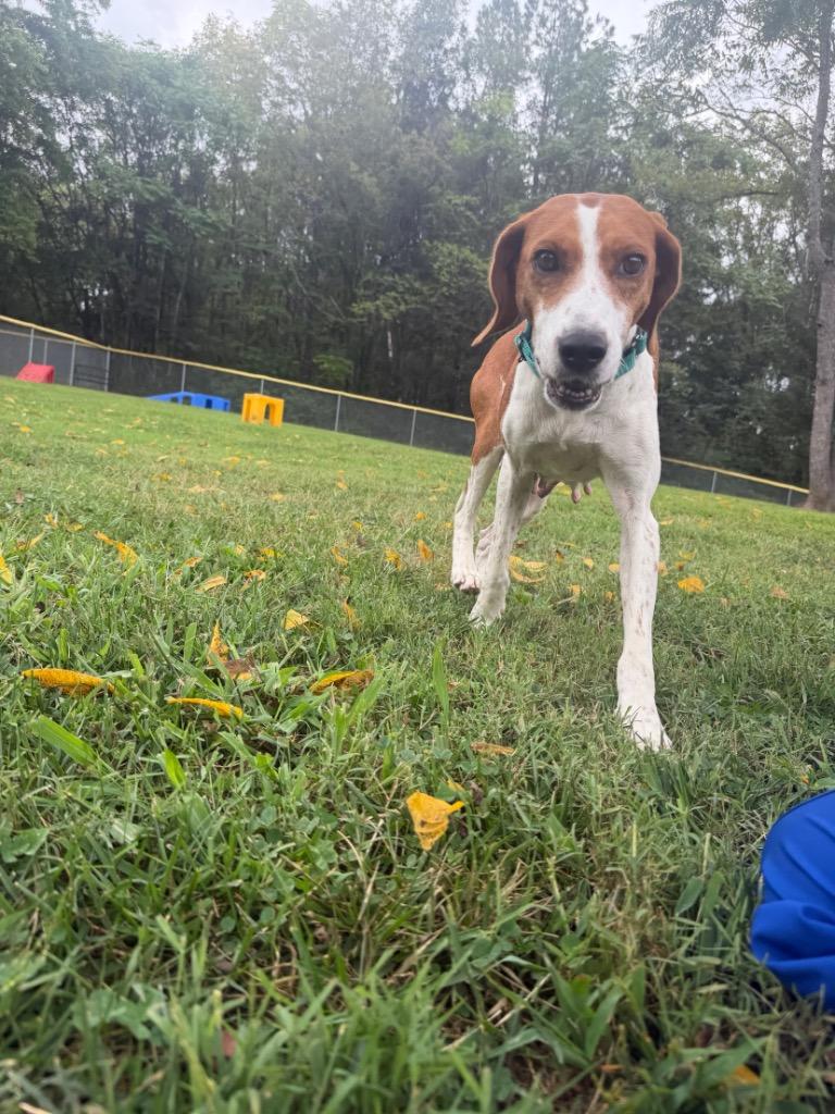 Enlarge Egg roll, a Adoptable Hound in Mineral, VA image 3/3