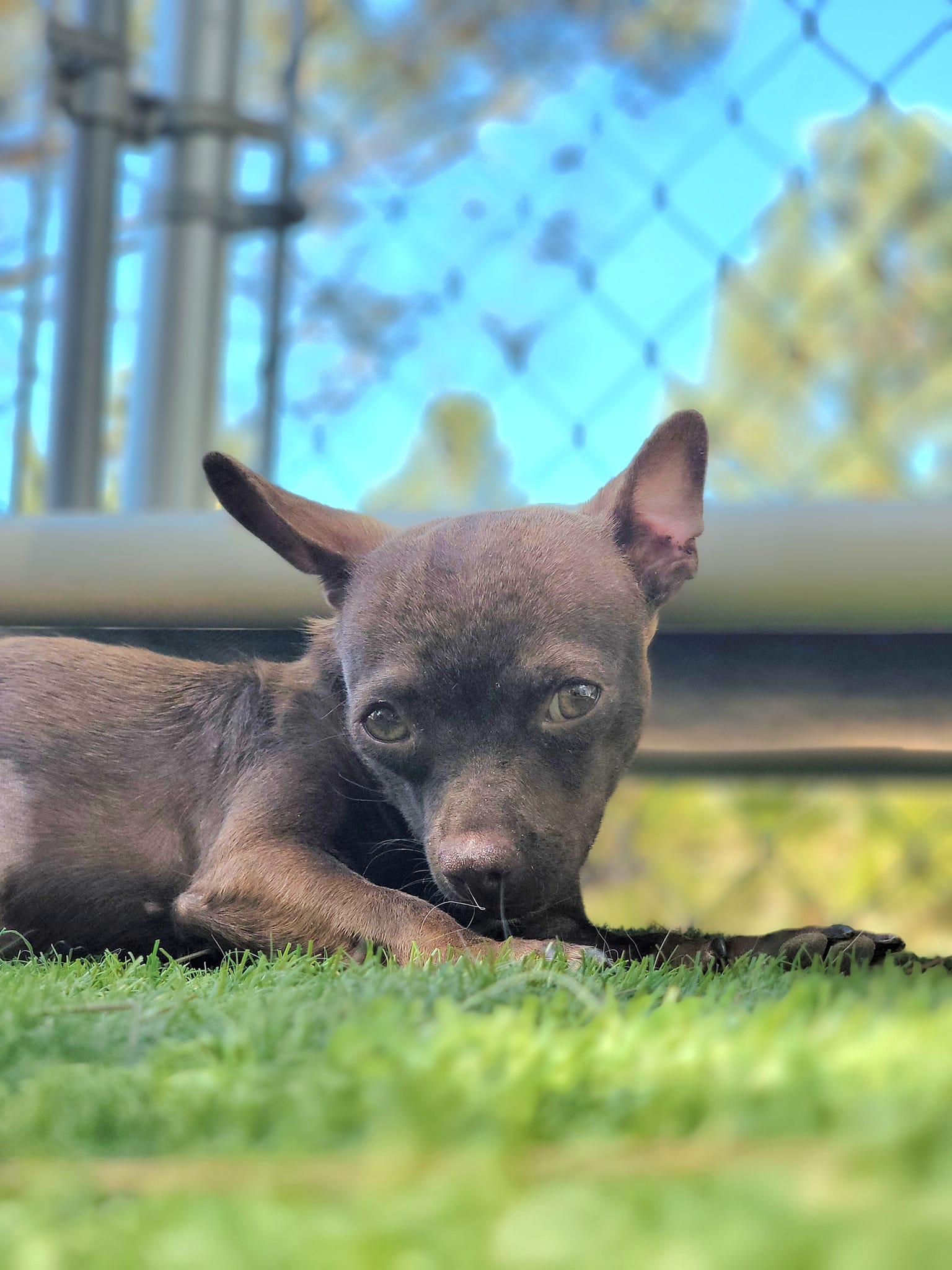 Raquel, an adoptable Chihuahua in Bodfish, CA_image-1