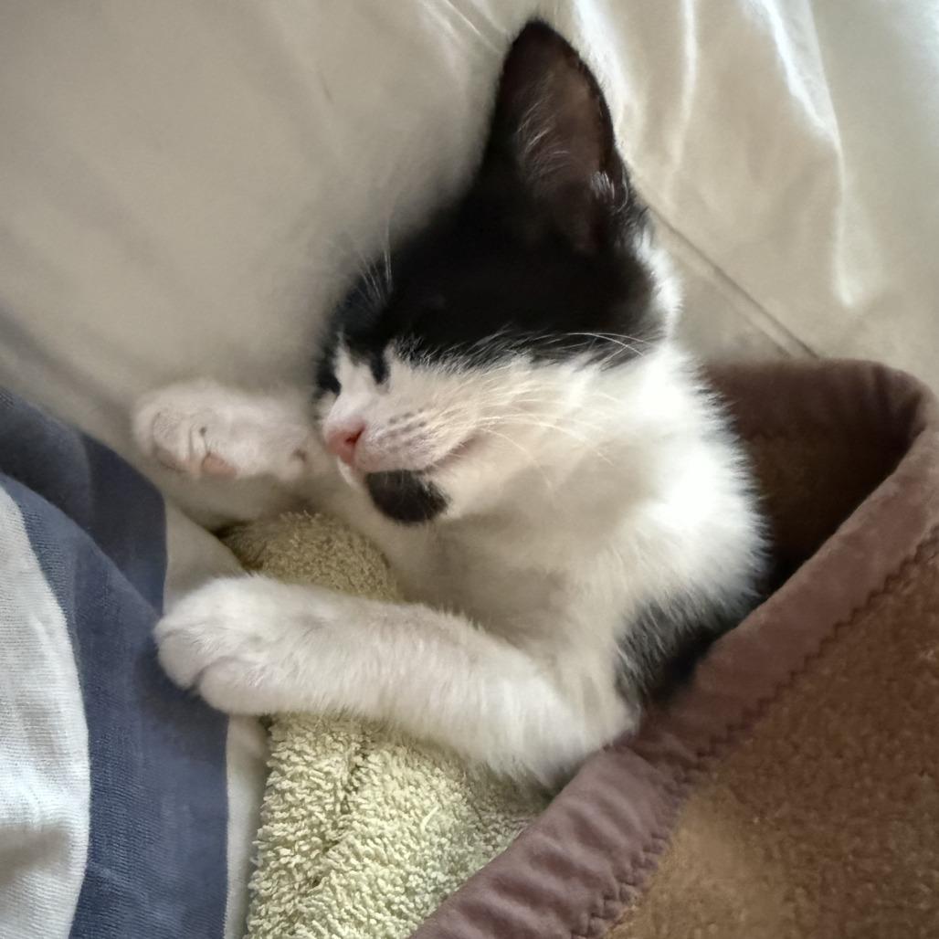 Daisy, Adoptable, Kitten Female Domestic Short Hair.