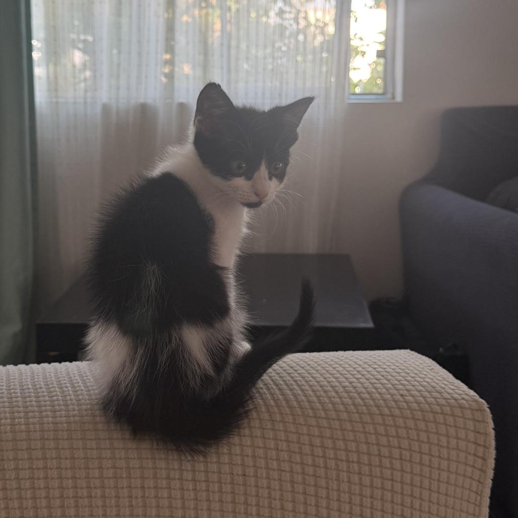 Enlarge Daisy, a Adoptable Domestic Short Hair in Los Angeles, CA image 3/4