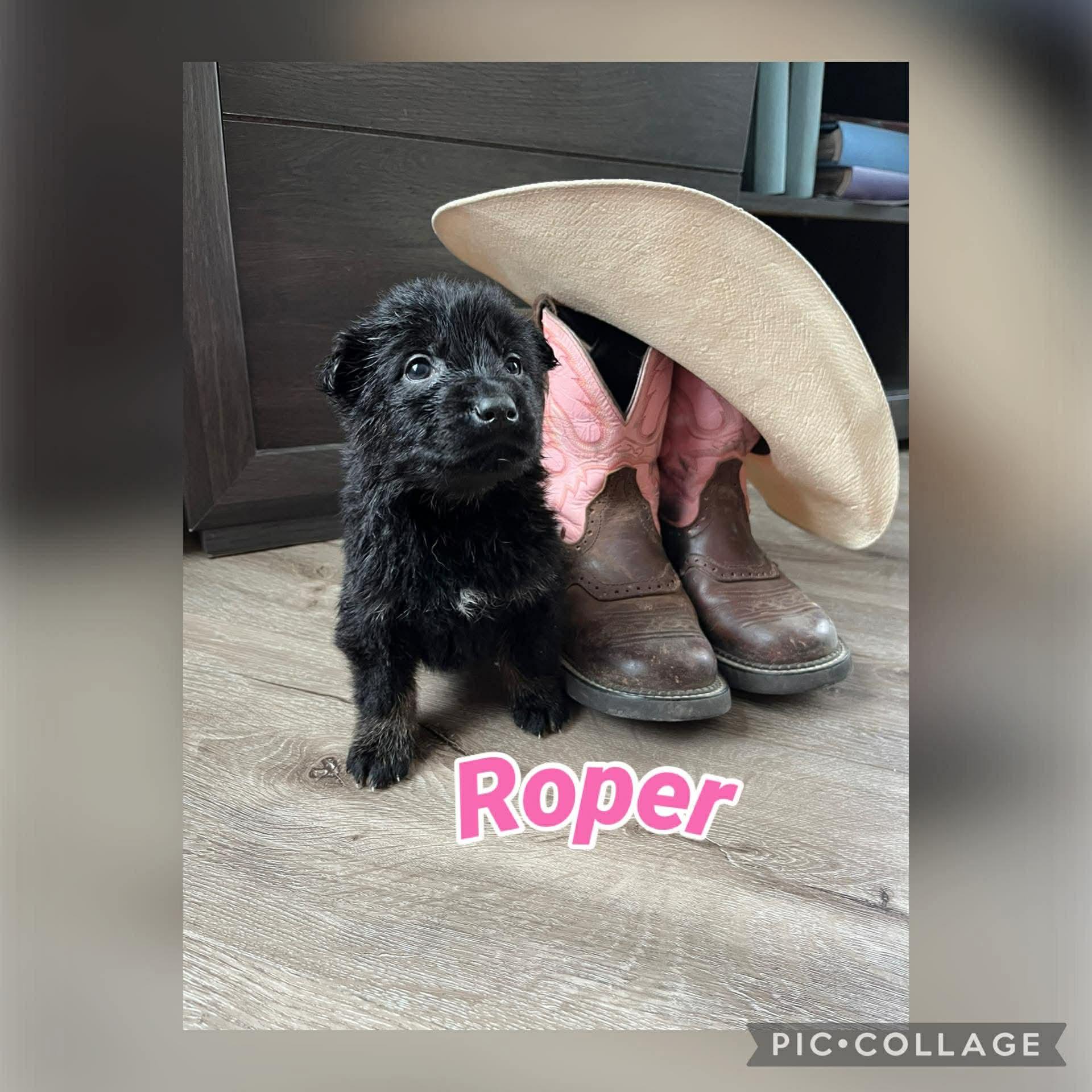 Enlarge Roper, a Adoptable mixed breed in Saskatoon, SK image 3/4