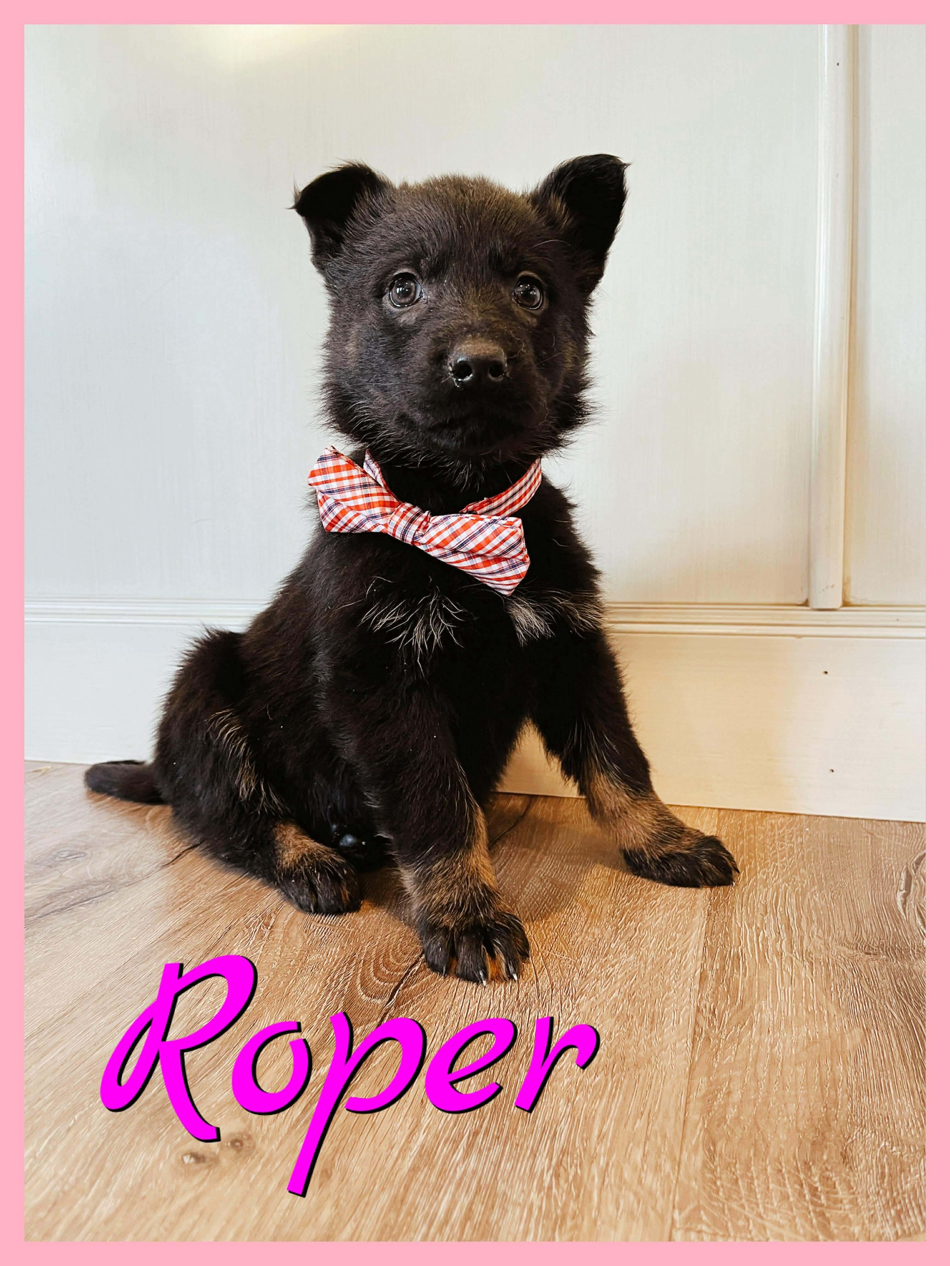 Roper, Adoptable, Puppy Female Mixed Breed.
