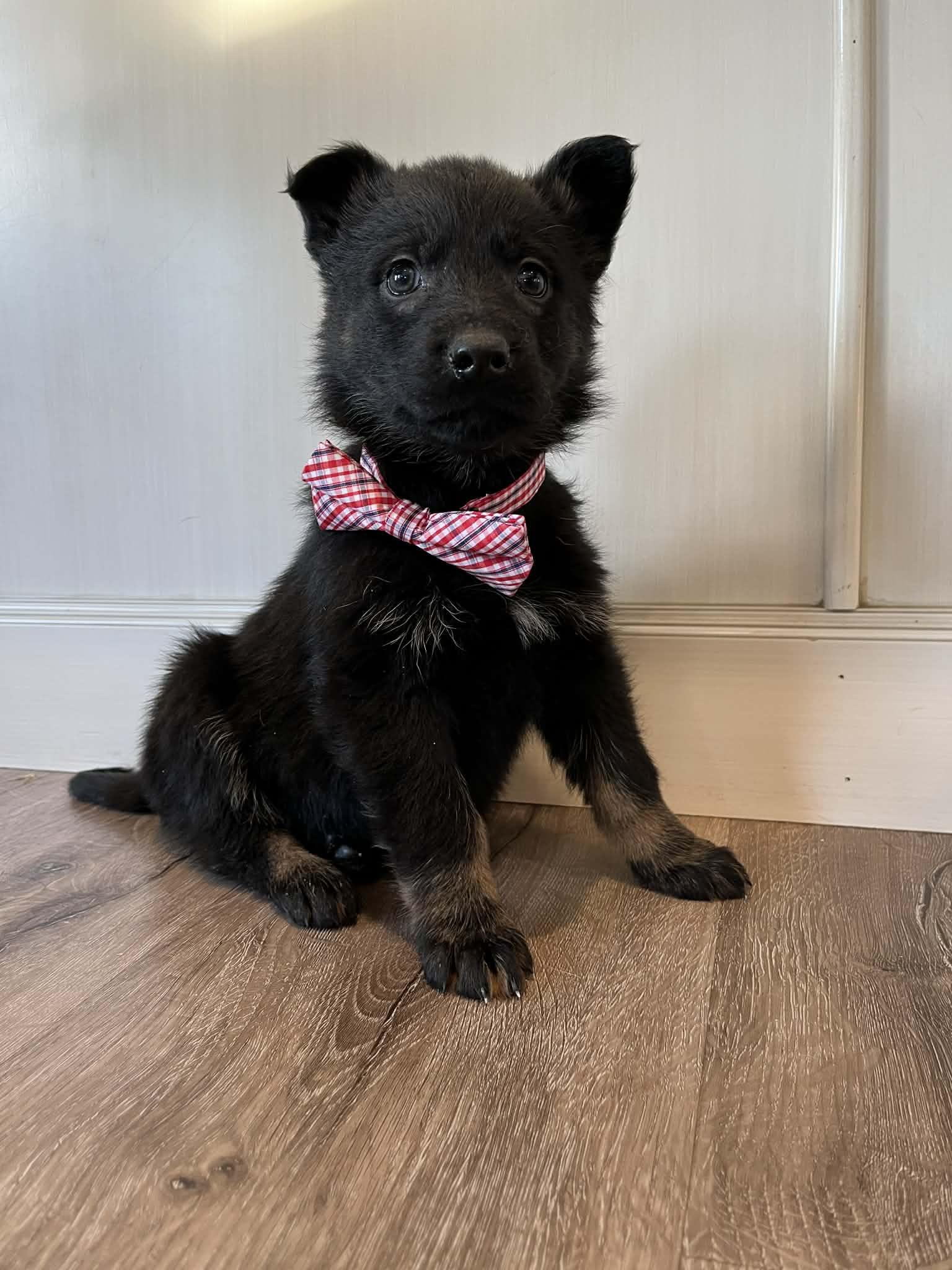 Enlarge Roper, a Adoptable mixed breed in Saskatoon, SK image 4/4