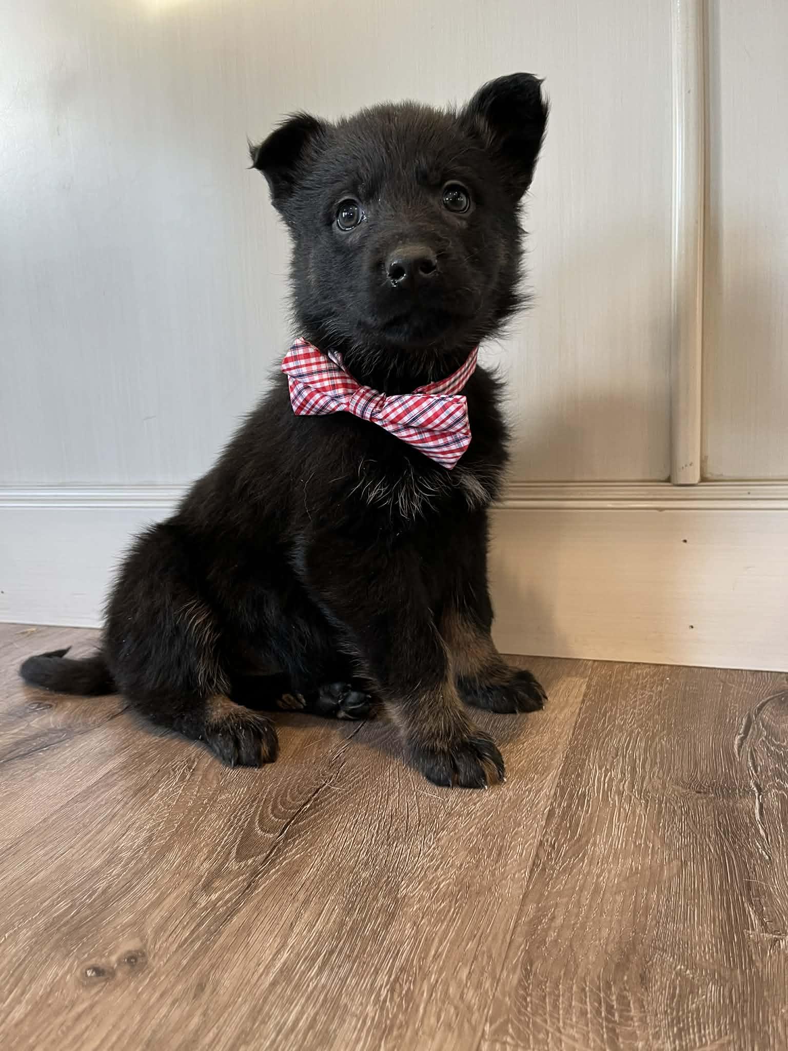 Enlarge Roper, a Adoptable mixed breed in Saskatoon, SK image 2/4