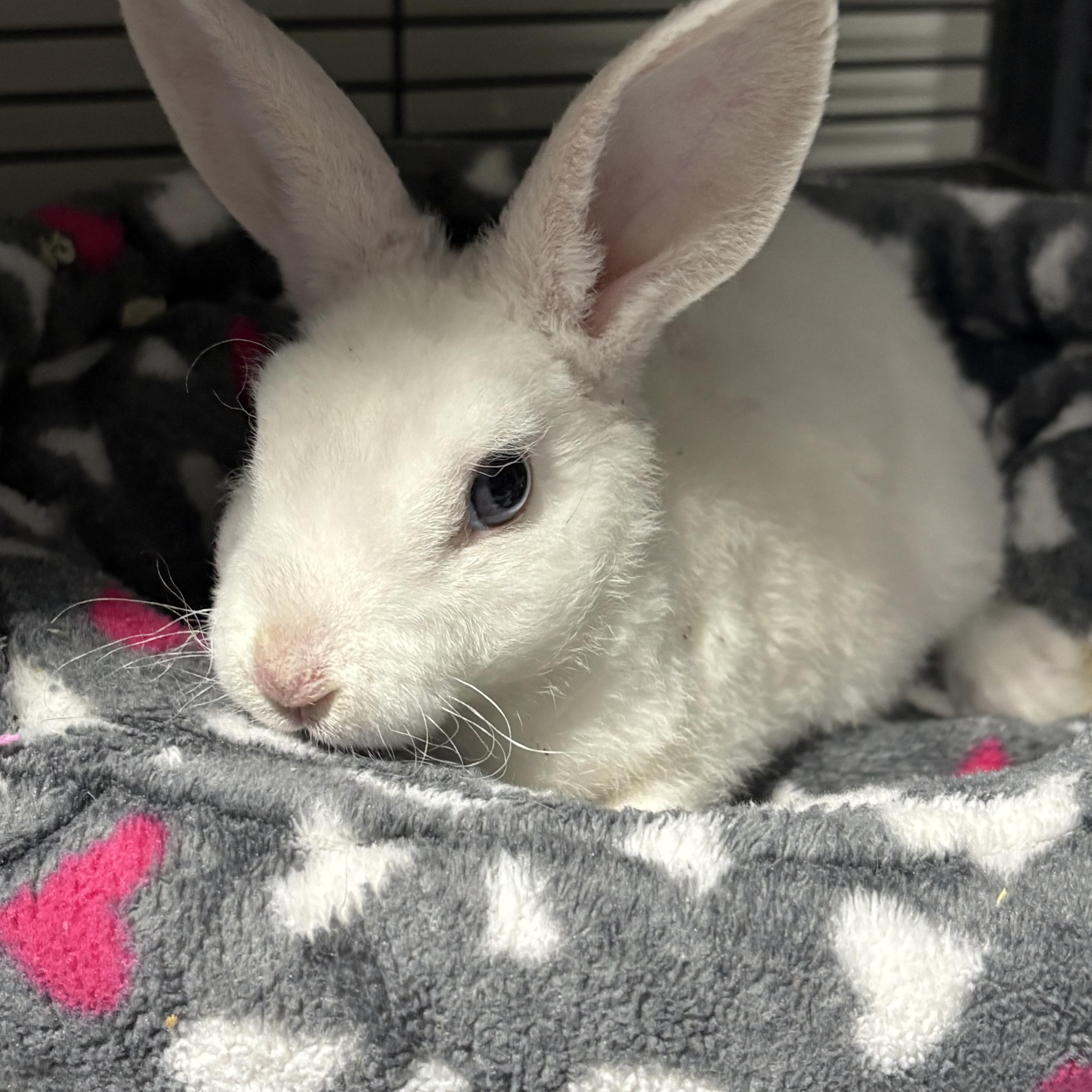 Baby Blue Eyes, Adoptable, Baby Female Rex.