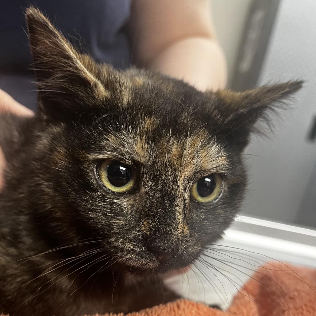 Enlarge Tanzie (In Foster), a Adoptable Domestic Short Hair in Vineland, NJ image 1/4