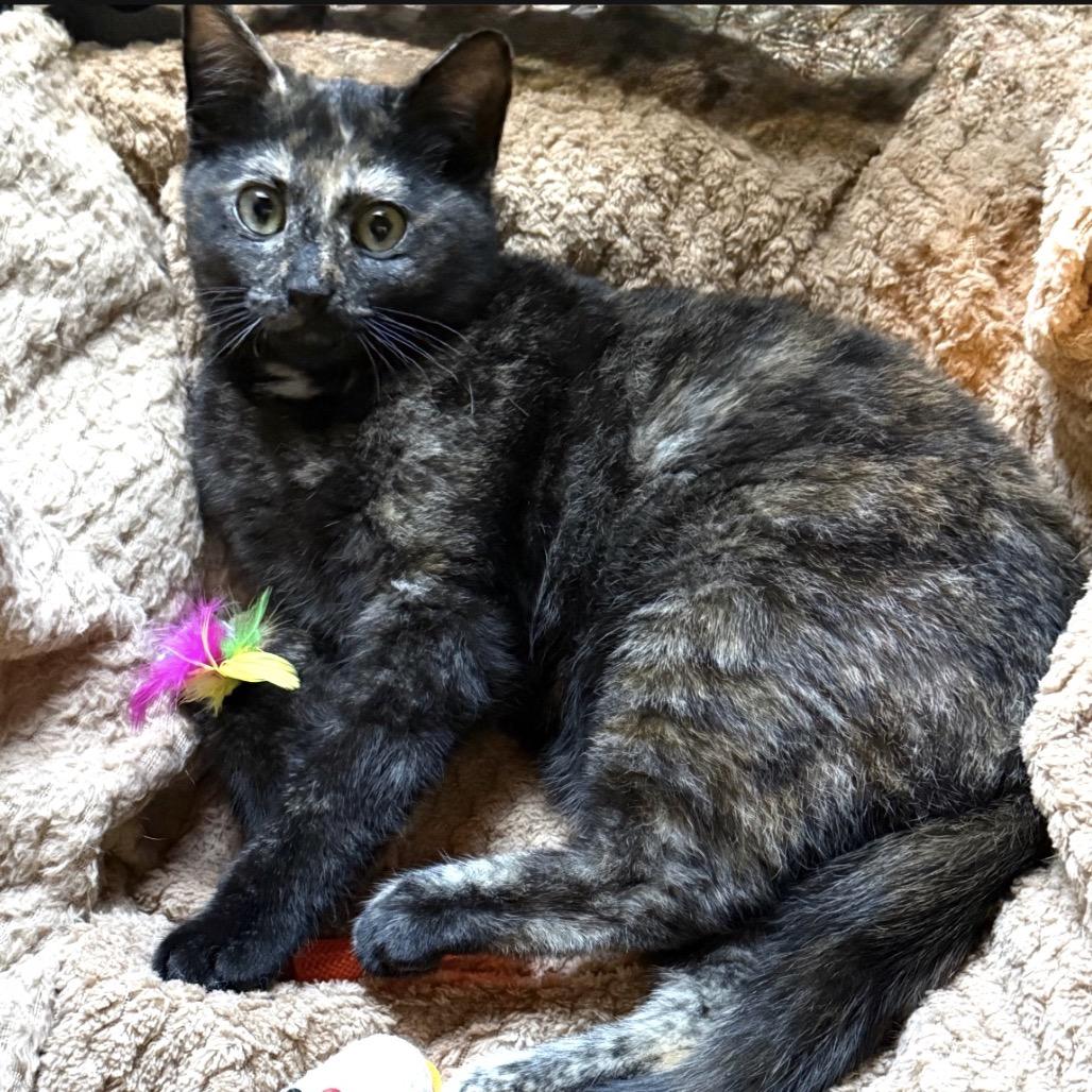 Enlarge Tanzie (In Foster), a Adoptable Domestic Short Hair in Vineland, NJ image 2/4
