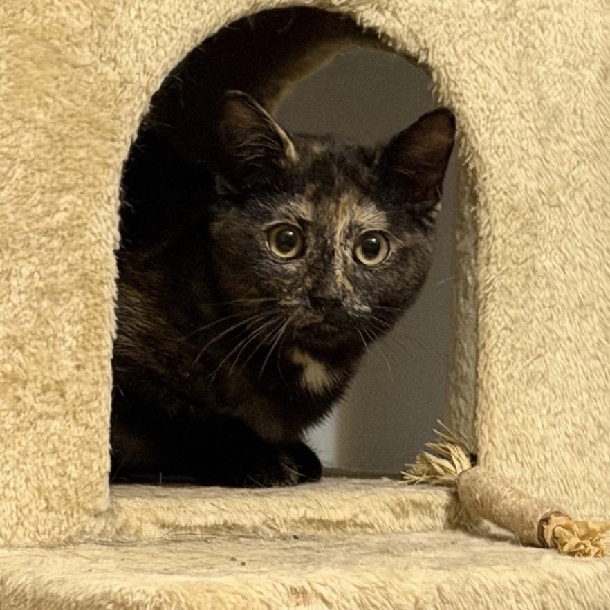Enlarge Tanzie (In Foster), a Adoptable Domestic Short Hair in Vineland, NJ image 3/4