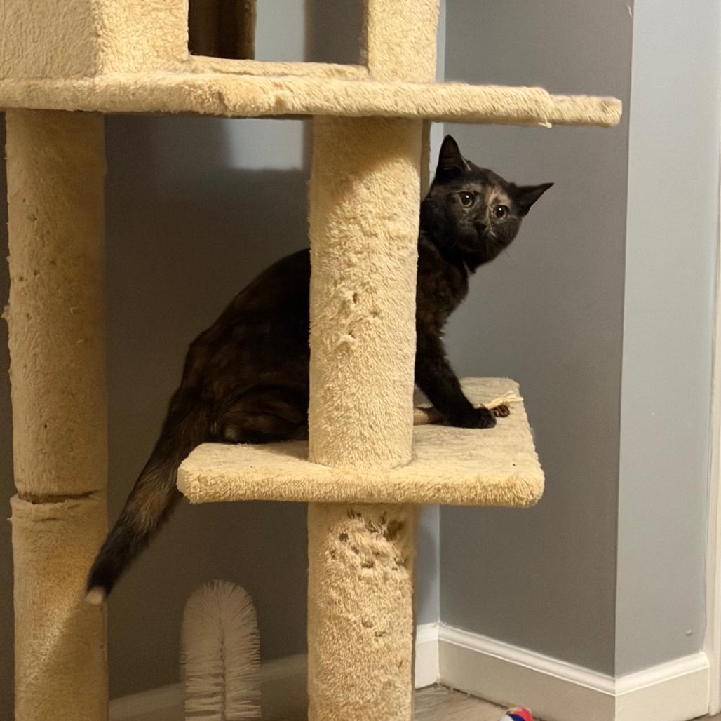 Enlarge Tanzie (In Foster), a Adoptable Domestic Short Hair in Vineland, NJ image 4/4