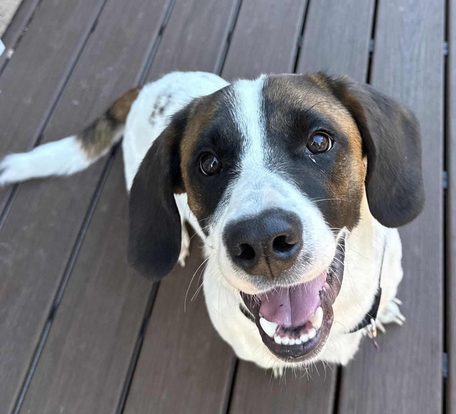 Enlarge Remington  (Reno), a Adopted Basset Hound in Petaluma, CA image 1/3