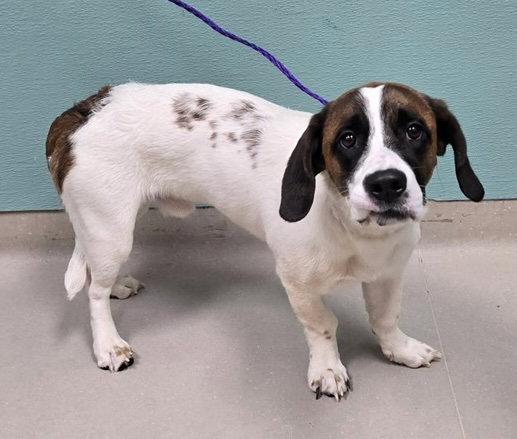 Enlarge Remington  (Reno), a Adopted Basset Hound in Petaluma, CA image 2/3