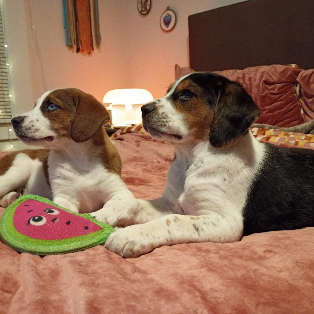 PEACH, Adoptable, Puppy Female Beagle & Brittany Spaniel.