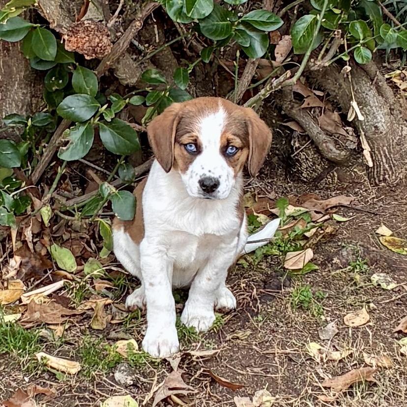 PEACH, a Adoptable mixed breed in Cordova, TN image 2/6