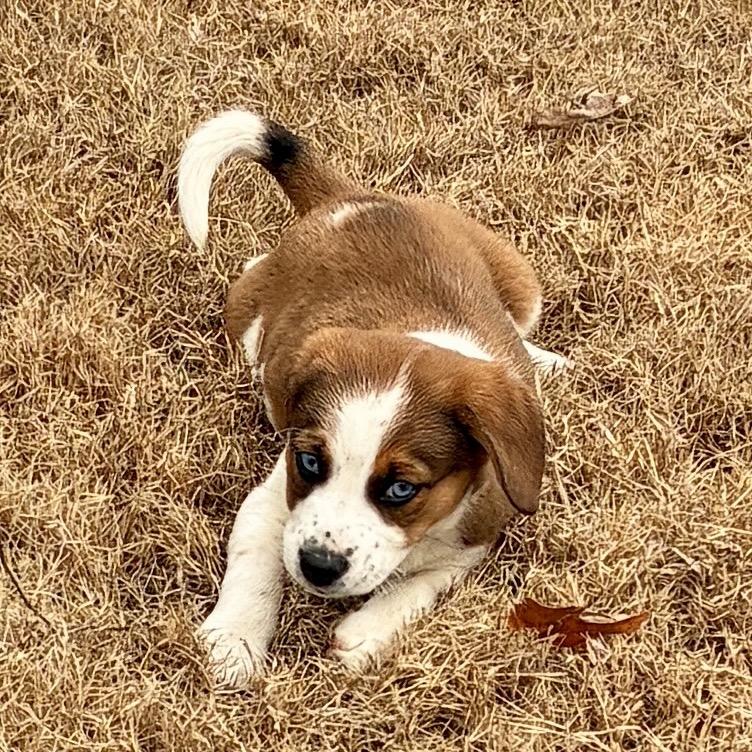 PEACH, a Adoptable mixed breed in Cordova, TN image 3/6