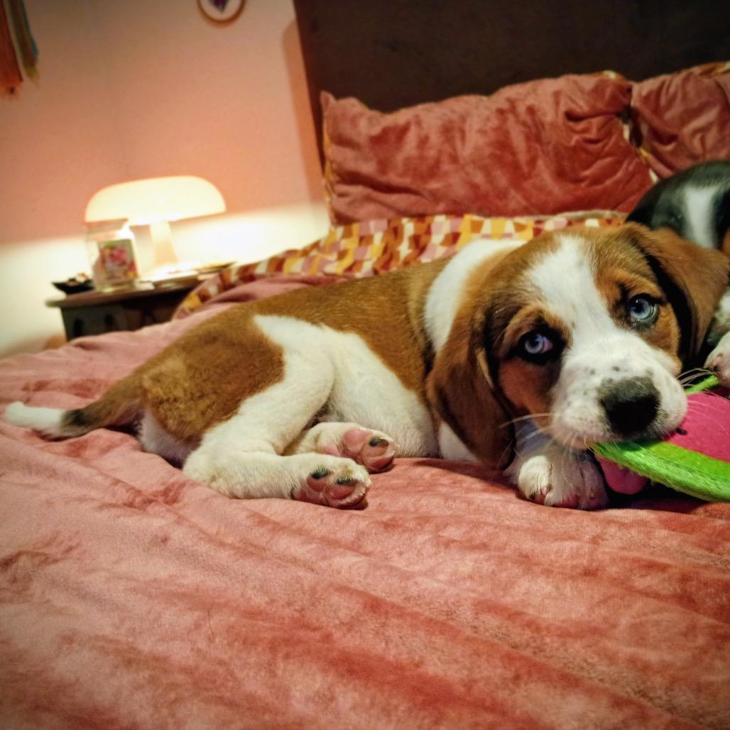 PEACH, a Adoptable mixed breed in Cordova, TN image 4/6