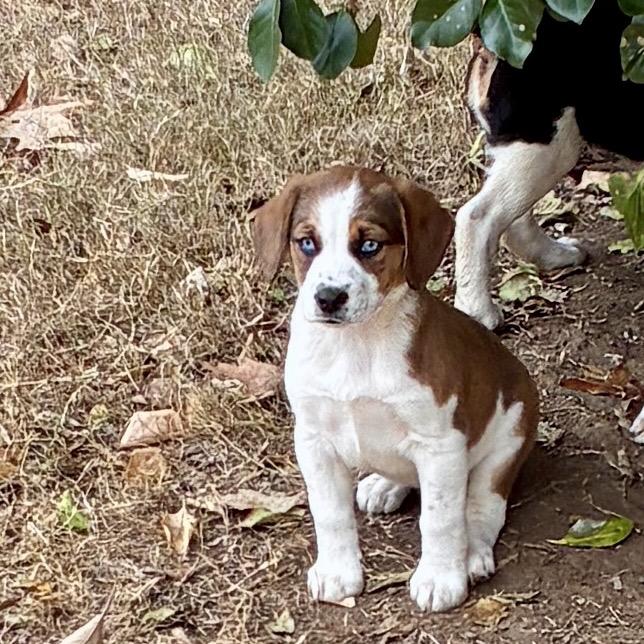PEACH, a Adoptable mixed breed in Cordova, TN image 5/6