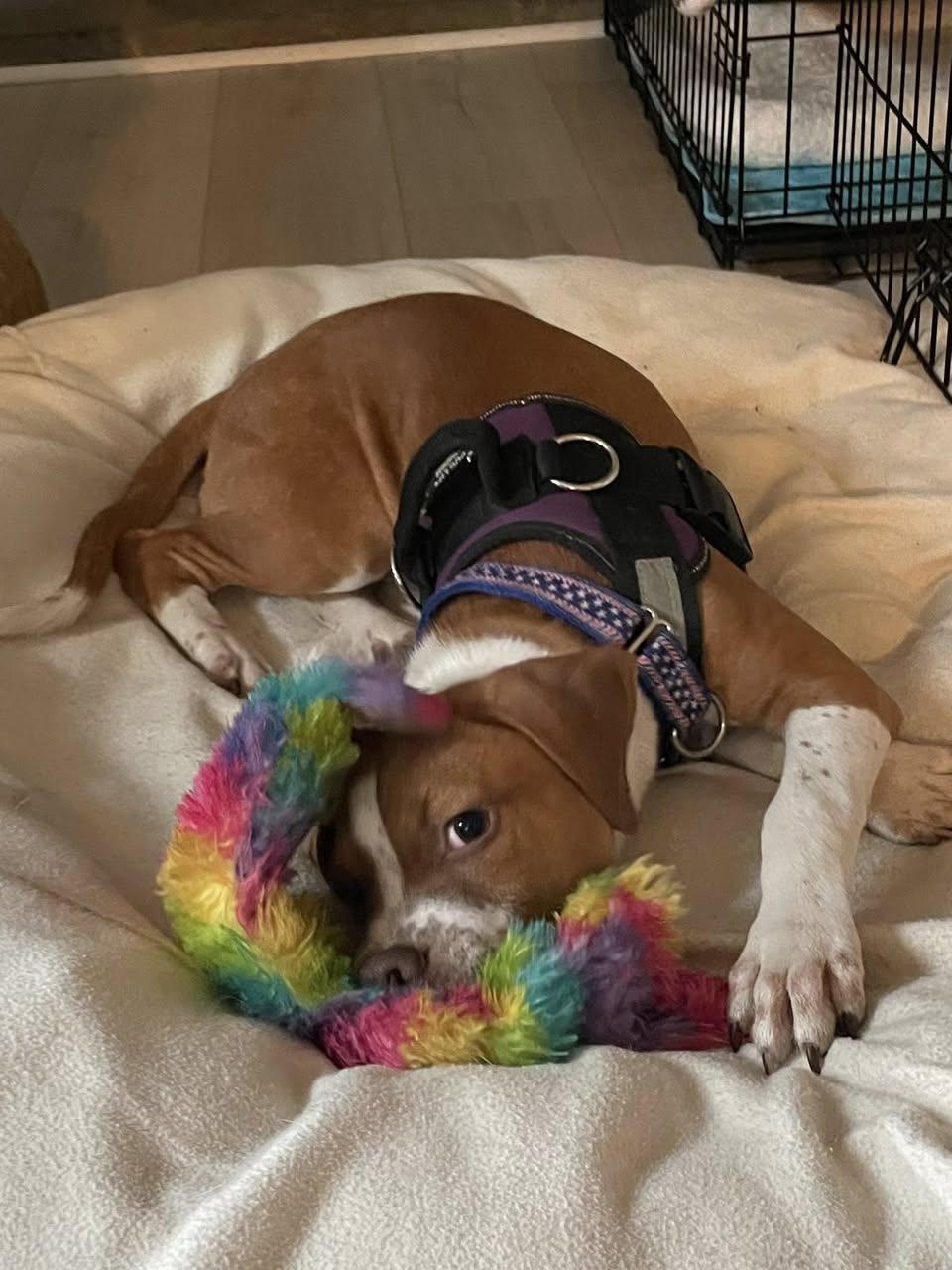 Goose, a Adoptable mixed breed in Crystal Lake, IL image 2/6