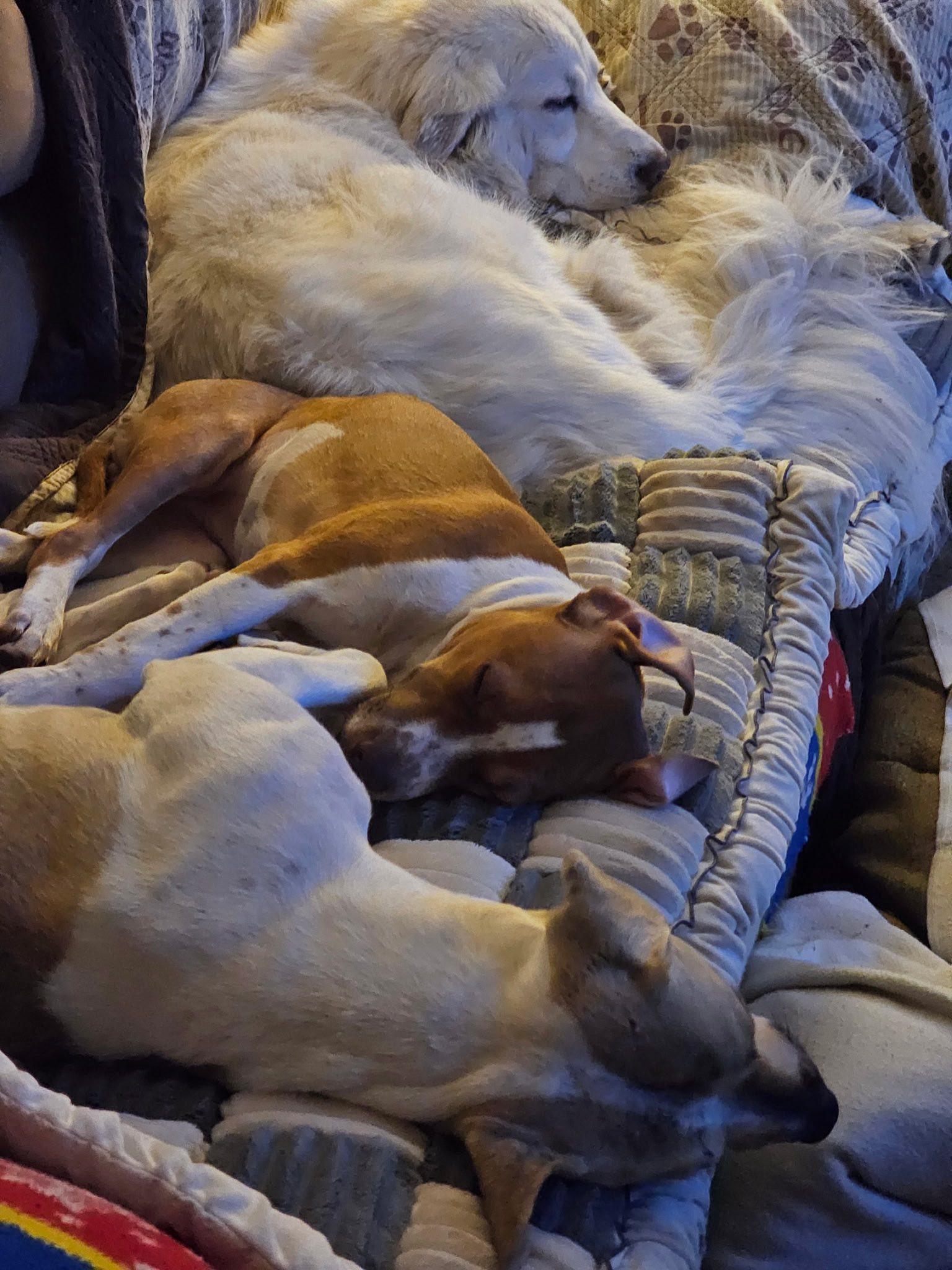 Goose, a Adoptable mixed breed in Crystal Lake, IL image 3/6