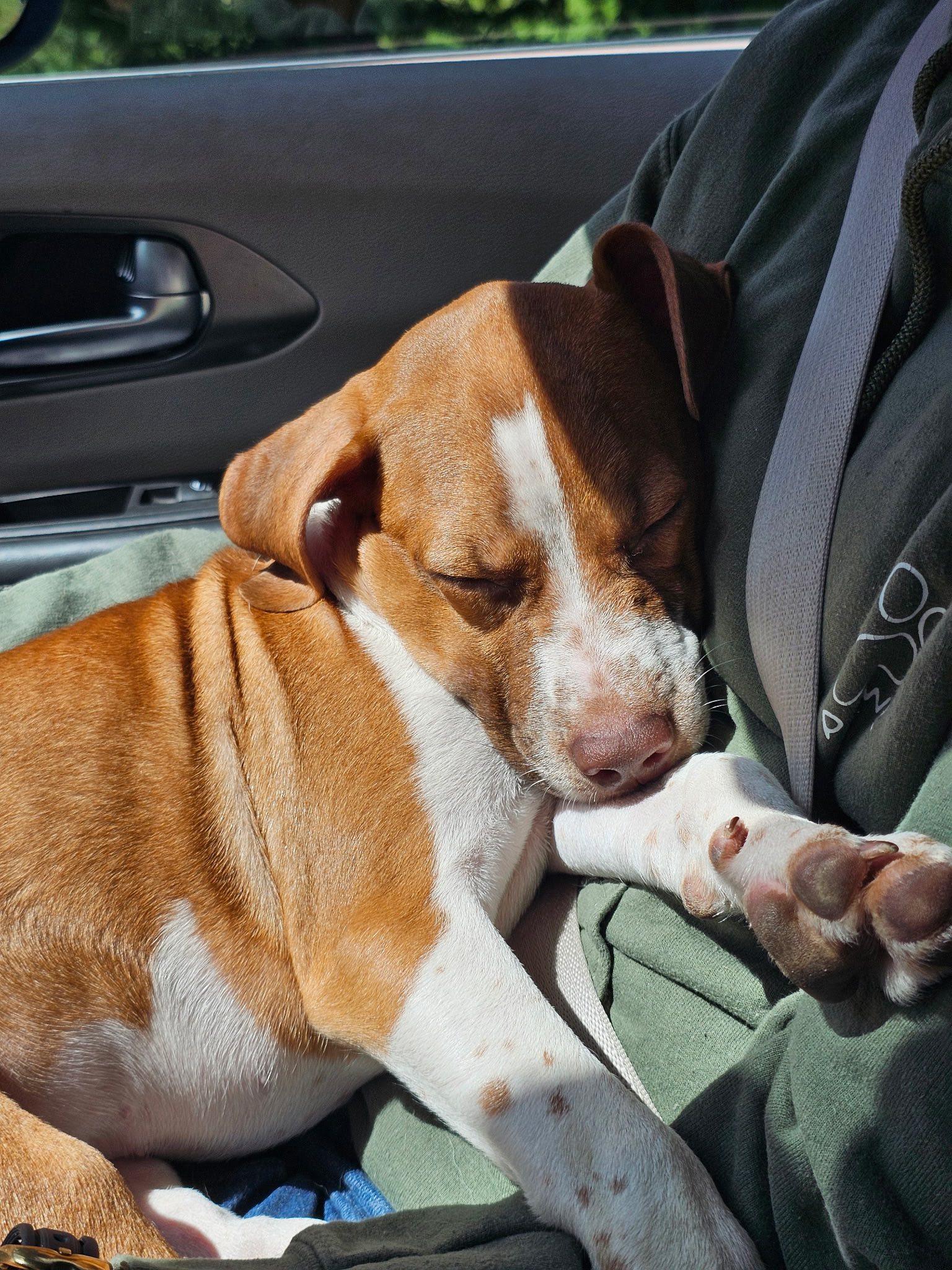 Goose, a Adoptable mixed breed in Crystal Lake, IL image 6/6