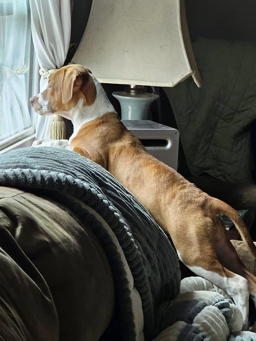 Goose, a Adoptable mixed breed in Crystal Lake, IL image 4/6