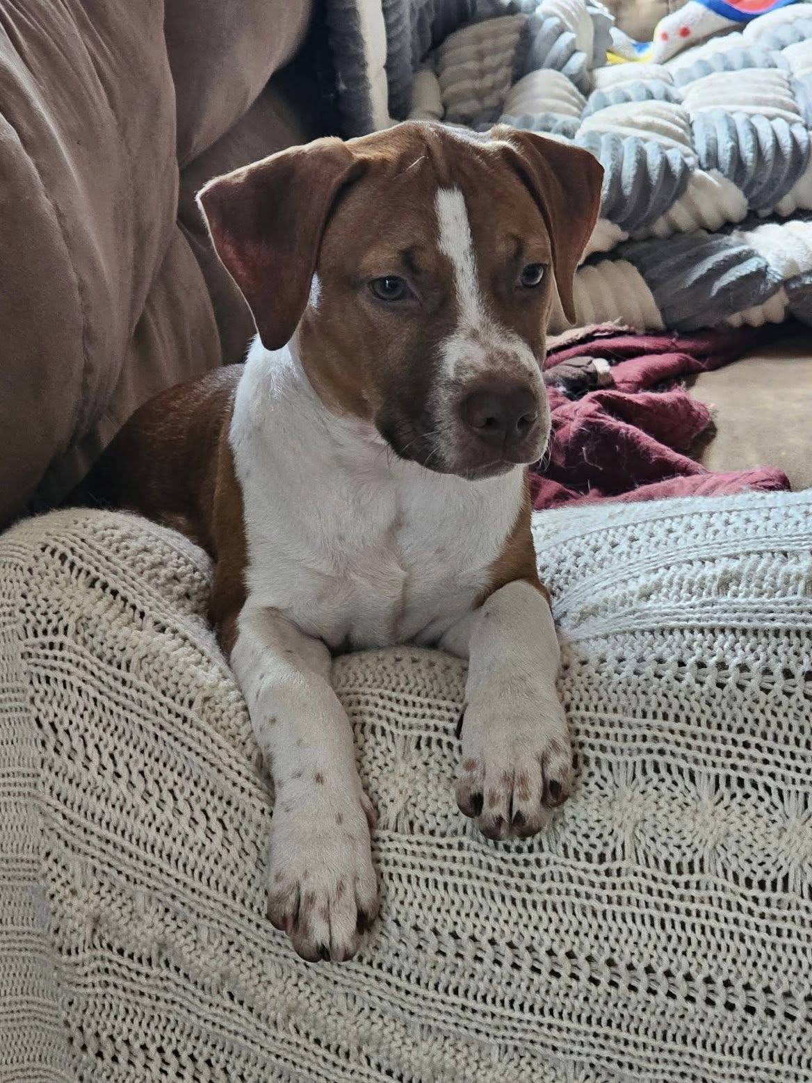 Goose, Adoptable, Puppy Female Pointer & Boxer.