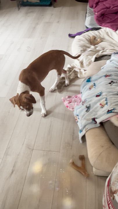 Enlarge Goose, a Adoptable mixed breed in Crystal Lake, IL video 5/6