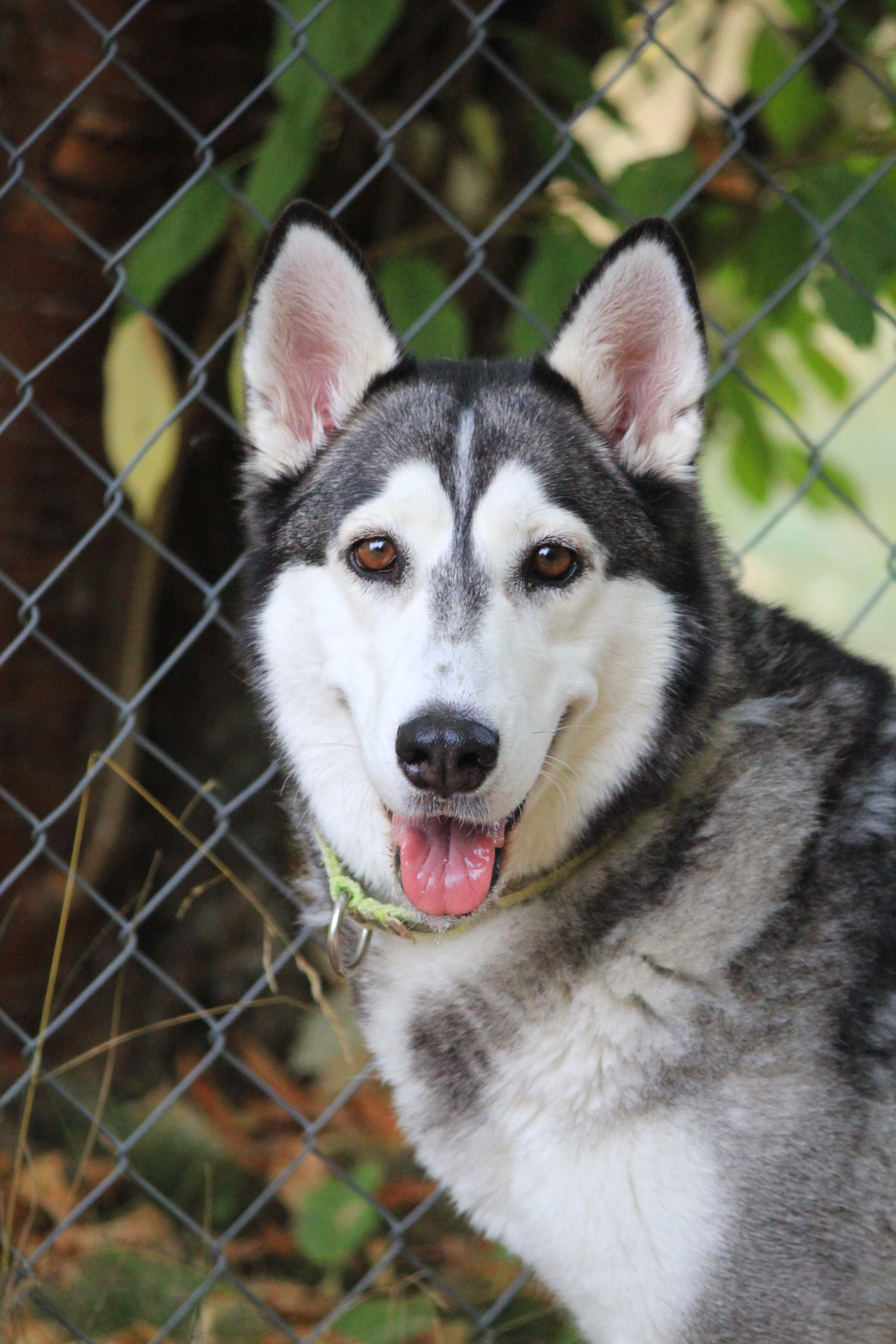 Star, ADOPTABLE, Adult Female Husky.