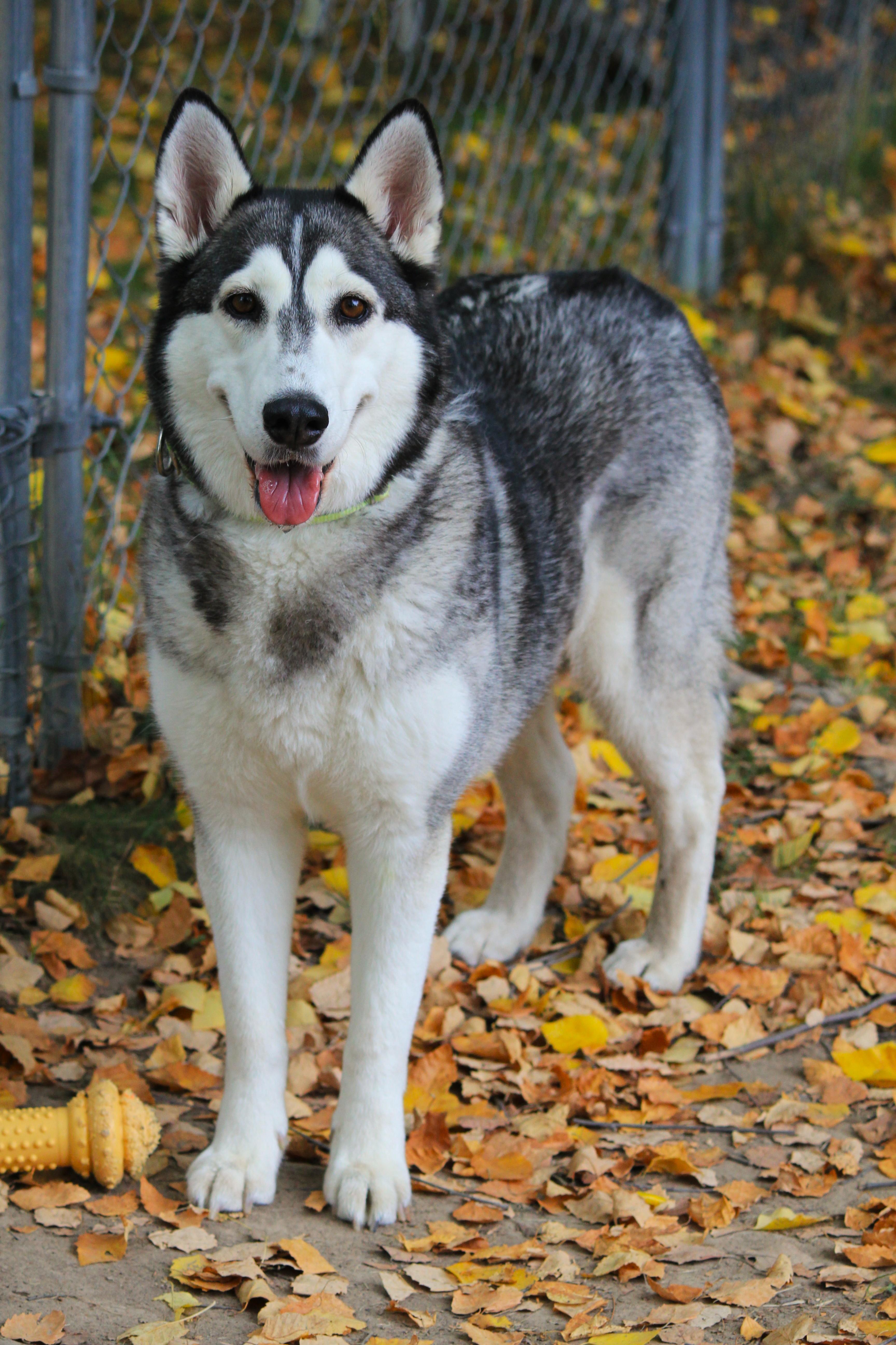 Enlarge Star, a ADOPTABLE Husky in Hayward, WI image 2/2