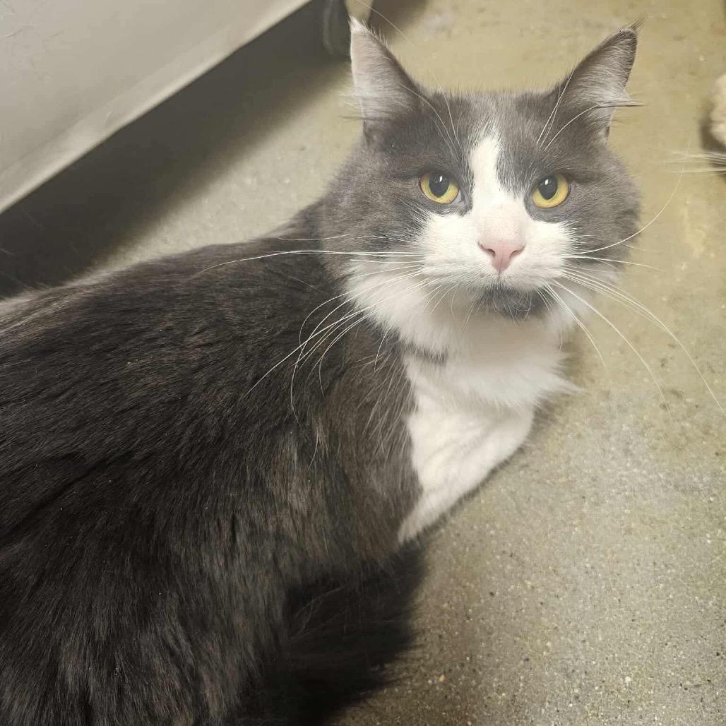 Enlarge Rome, a Adoptable Domestic Medium Hair in Frederick, MD image 1/2