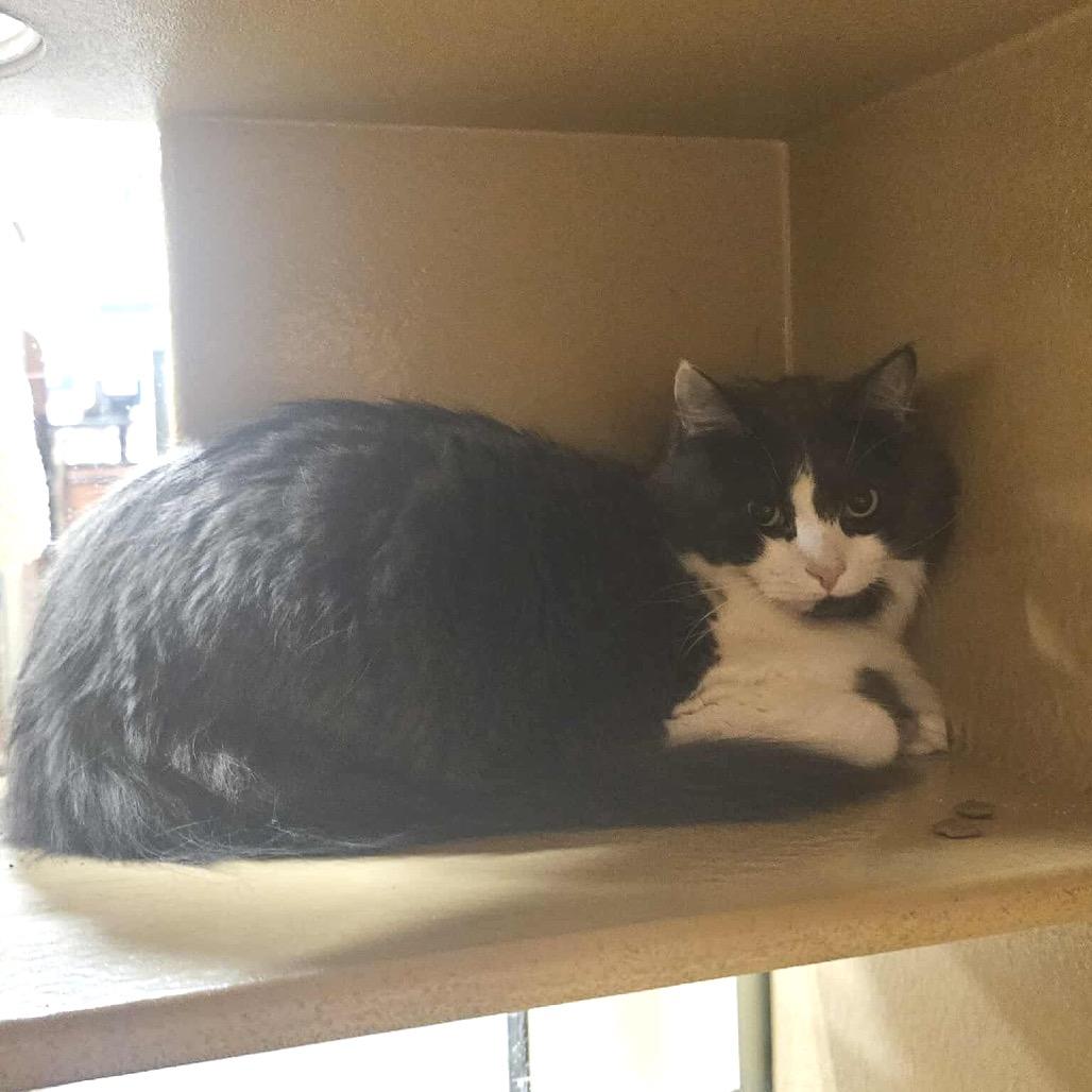 Enlarge Rome, a Adoptable Domestic Medium Hair in Frederick, MD image 2/2