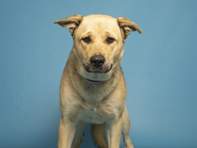 Enlarge SAMANTHA, a Adoptable mixed breed in Phoenix, AZ image 1/1