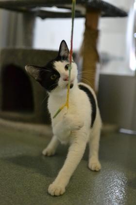 Carrie Underwood (Unfurr-getable in Foster), Adoptable, Kitten Female Domestic Short Hair & Domestic Short Hair.