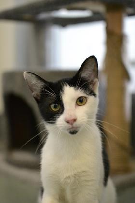 Carrie Underwood (Unfurr-getable in Foster), a Adoptable Domestic Short Hair in New Orleans, LA image 2/3