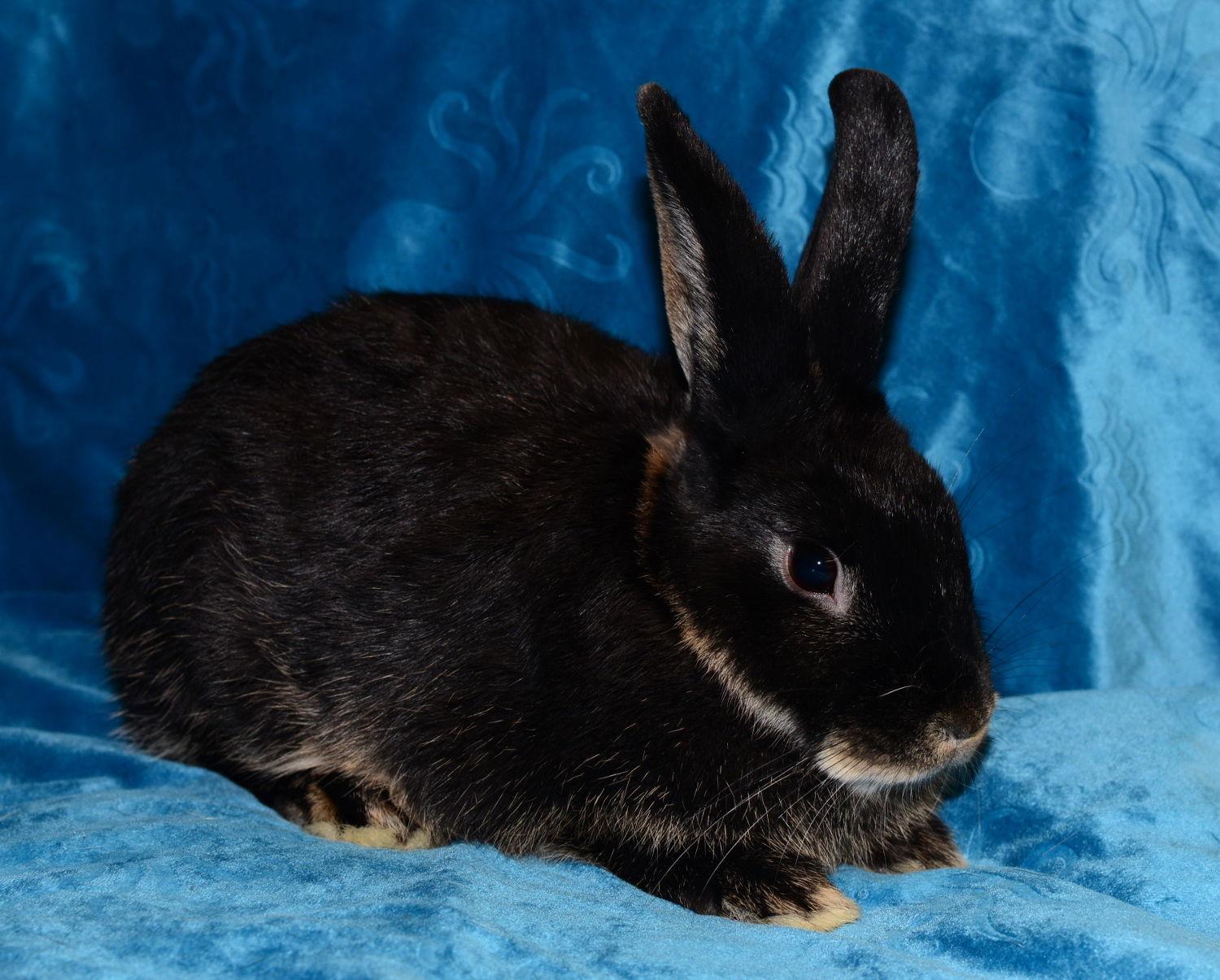 Enlarge Sydney and Skylar, a Adoptable Satin in Chesterfield, MO image 1/3