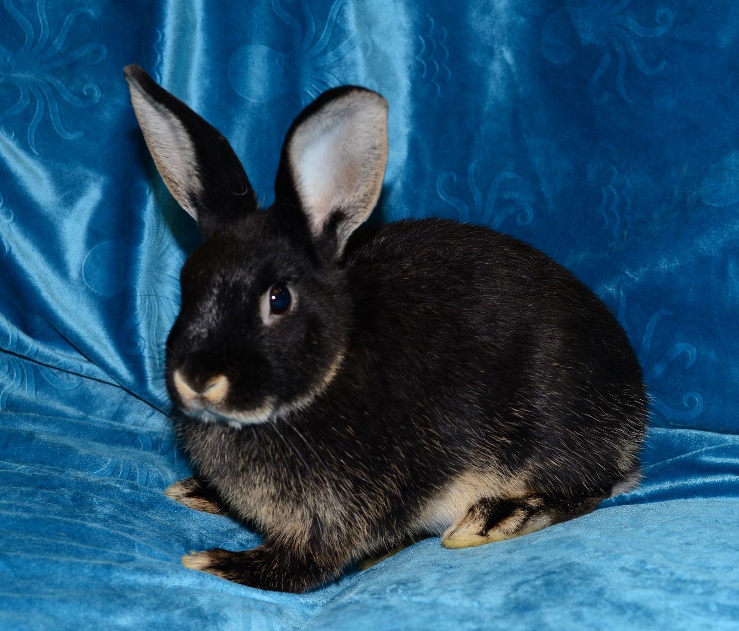 Enlarge Sydney and Skylar, a Adoptable Satin in Chesterfield, MO image 2/3